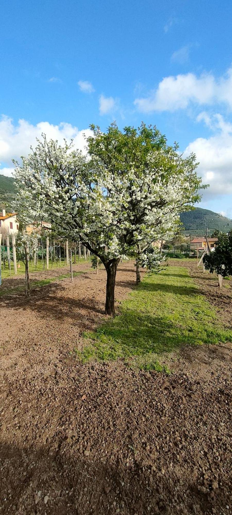 La Tenuta Di Eva Pisa Esterno foto