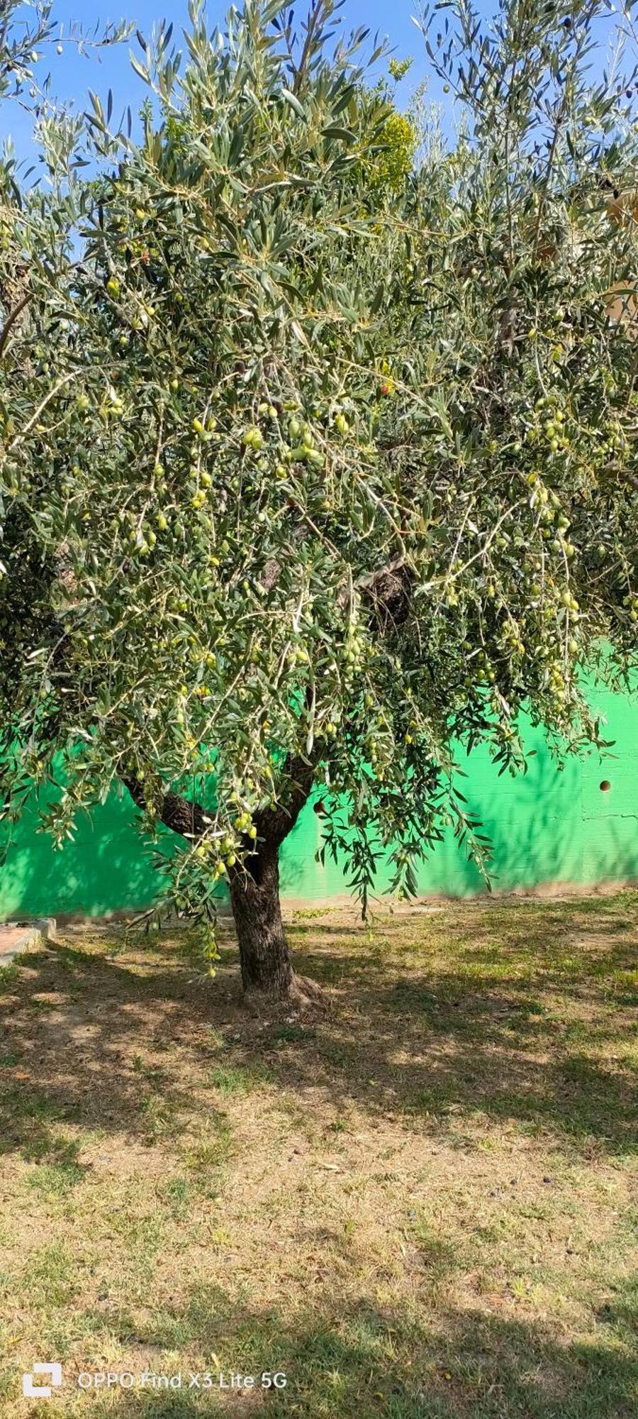 La Tenuta Di Eva Pisa Esterno foto